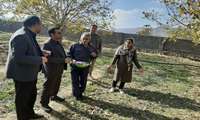 212.6 هکتار سطح زیر کشت گیاهان دارویی در شهرستان بم 