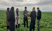 بازدید کارشناسان حفظ نباتات استان از مزارع کلزا در ارزوئیه؛ ضرورت رعایت دقیق دوز سموم برای کنترل علف هرز «چچم»