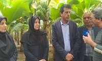 برای اولین بار محصول موز در شمال استان کرمان برداشت شد