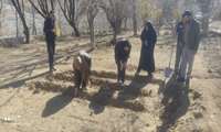 کشت گیاه داروئی زیره سیاه در شهرستان شهربابک