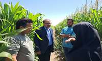 بازدید میدانی مدیر شرکت خدمات حمایتی کشاورزی کرمان از مزارع بردسیر برای تأمین کود