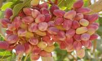 پیش‌بینی برداشت ۲۴۰ هزار تن پسته (تازه و خشک)  از سطح باغات کشور در سال جاری