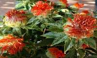 کشت گلرنگ در کرمان؛ راهکاری برای مقابله با خشکسالی و افزایش بهره‌وری