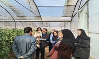 برگزاری کلاس آموزشی «مدیریت زمستانه گلخانه» در سیرجان