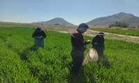 پایش مزارع گندم و بررسی ریزش سن مادری در شهرستان ارزوئیه