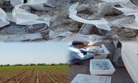 رهاسازی ۱۸۰ هزار زنبور براکون در مزارع ذرت دشتکار
