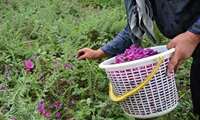 بیش از 36 هکتار اراضی شهرستان سیرجان به کشت گیاهان داروئی اختصاص دارد.