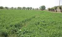 5860 هکتار اراضی کشاورزی شهرستان بردسیر به کشت یونجه اختصاص دارد.