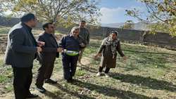 212.6 هکتار سطح زیر کشت گیاهان دارویی در شهرستان بم 