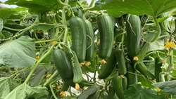 ایجاد گلخانه های محصولات کشاورزی راهی موثربرای  بهینه سازی مصرف  آب 