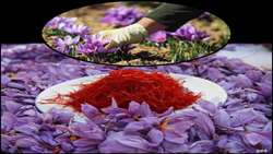 زیبایی طلای سرخ در دل پاییز