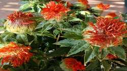 کشت گلرنگ در کرمان؛ راهکاری برای مقابله با خشکسالی و افزایش بهره‌وری