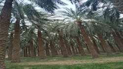 تدوین راهکارهای علمی برای مقابله با آفات خرما در ریگان؛ تأکید بر مدیریت تلفیقی و آموزش باغداران