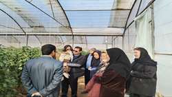 برگزاری کلاس آموزشی «مدیریت زمستانه گلخانه» در سیرجان