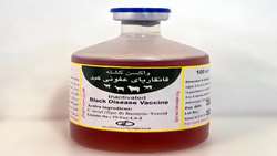 خط تولید واکسن ۴۰ دزی قانقاریای عفونی کبد در کرمان راه‌اندازی شد