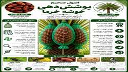 اصول صحیح پوشش دهی خوشه خرما