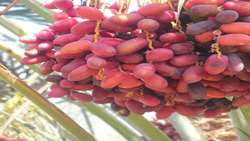 تمرکز بر زنجیره تولید و صنایع تبدیلی؛ راهکار توسعه اقتصادی و صادرات خرما در استان کرمان