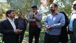 سرخرطومی حنایی در کمین نخلستان های کرمان