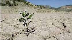 اصلاح و جوانسازی باغات نخیلات با جایگزینی ارقام نیمه خشک