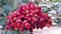 توصیه های کاربردی برای کاهش خسارت سرمای بهاره در باغهای پسته