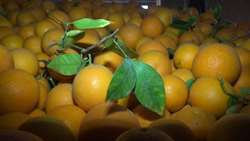 جنب و جوش در باغات مرکبات بم