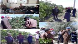 بازدید محققان پژوهشکده پسته کشور از باغات منطقه رباط شهرستان شهربابک