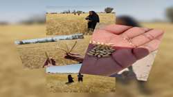 طرح محلول پاشی سیلیسیوم بر روی رقم محلی گندم در شهرستان فهرج