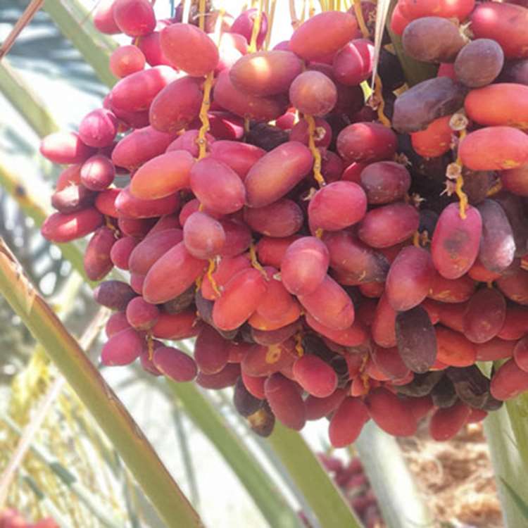 خرمای-مضافتی 