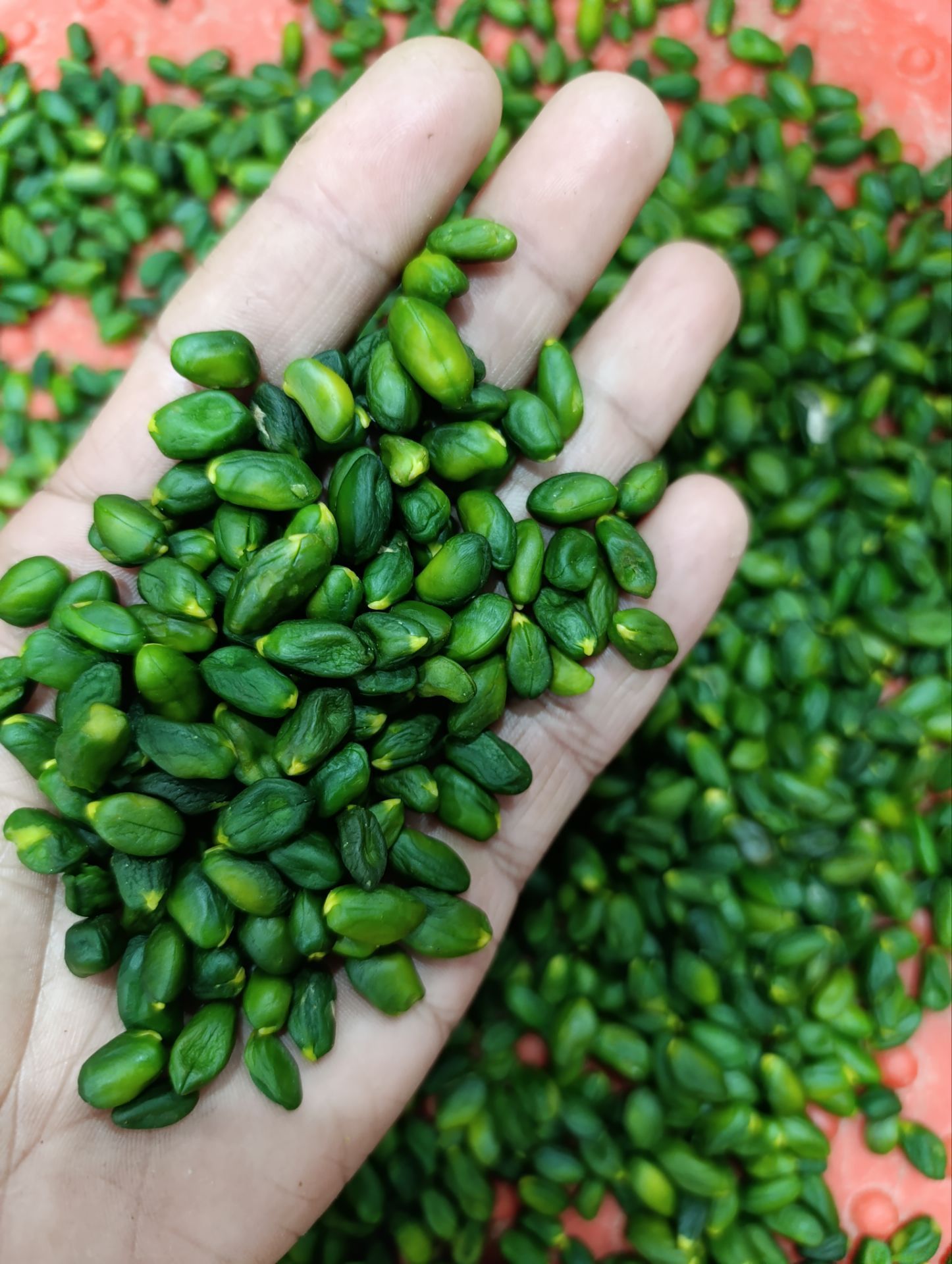 آغاز برداشت پسته کال در کرمان؛ ظرفیتی نو برای تولید مغز سبز با ارزش افزوده بالا در مسیر صادرات