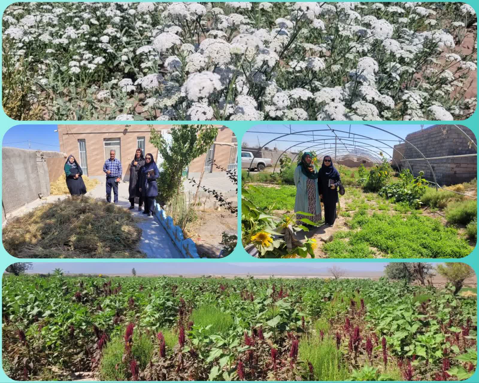 بازدید کارشناسان ترویج از صندوق خرد زنان روستای کمال‌آباد بردسیر؛ تمرکز بر محصولات گیاهان دارویی