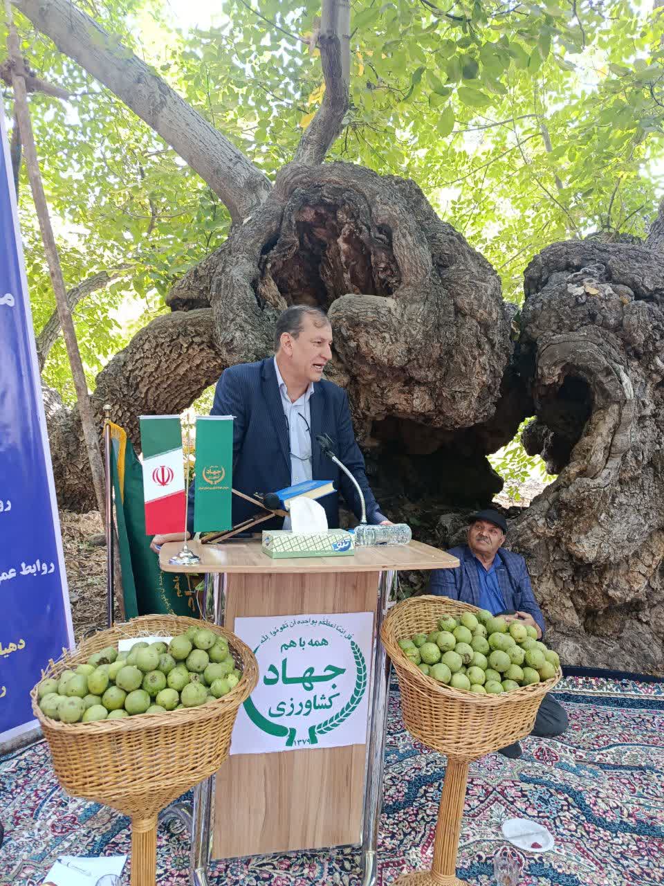 تدوین نقشه راه ملی برای احیای صنعت گردو؛ نجات باغات کهن ایران از بحران آفات